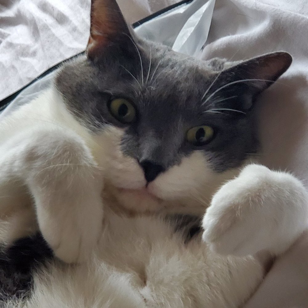 Meet your Posher, Bronwen